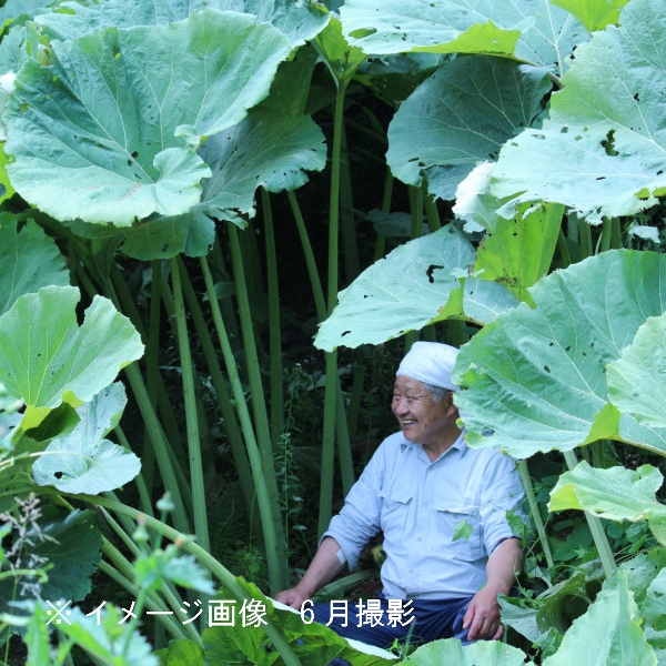 紫桜館山の花屋 | オンライン見積もり - 「アキタフキ 10.5cmポット苗