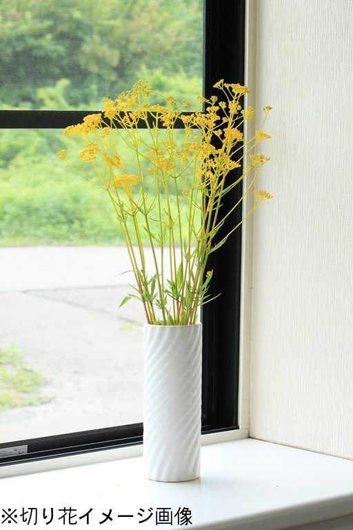 ߥʥ9cmݥåġ/Ѵ¿ǯ/Ϻ/̲ Ͼʤ