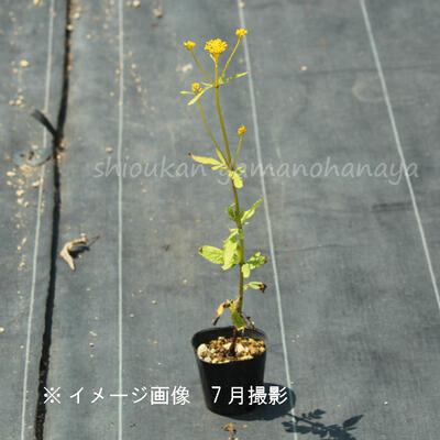 ߥʥ9cmݥåġ/Ѵ¿ǯ/Ϻ/̲ Ͼʤ