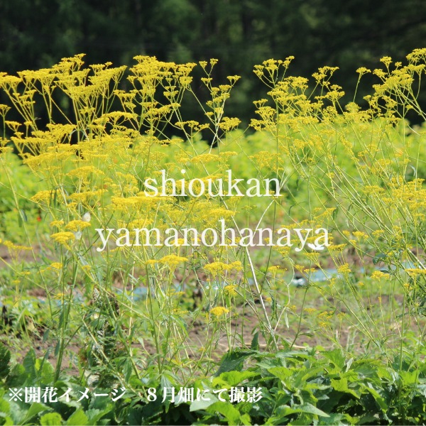 ߥʥ9cmݥåġ/Ѵ¿ǯ/Ϻ/̲ Ͼʤ