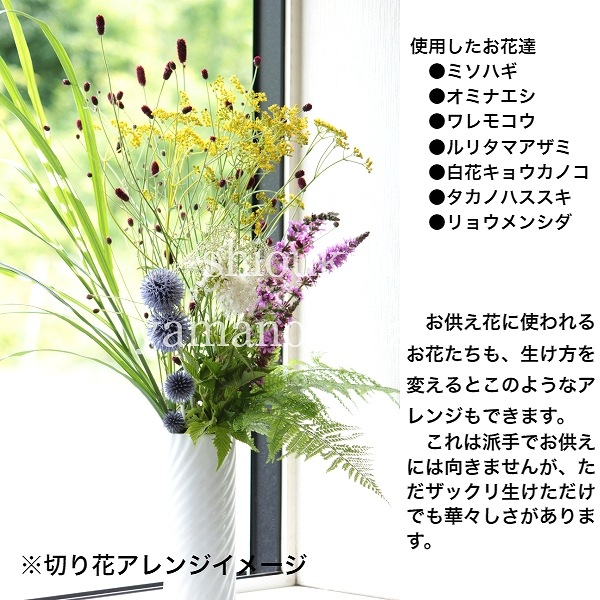 ߥʥ9cmݥåġ/Ѵ¿ǯ/Ϻ/̲ Ͼʤ