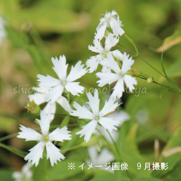 紫桜館山の花屋 商品一覧 ポット苗 センジュガンピ 12 15cmポット苗 山野草 耐寒性多年草 千手岩菲 センノウの仲間 今季開花終了 山野草 宿根草 苗 販売 山草 紫桜館 通販 購入 山菜