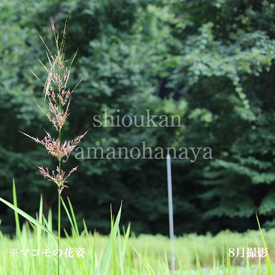 �ޥ��⡡�Ƿ����ġ�������¿ǯ��/�����ٺѤ� ���������3��16���ޤǲ�ǽ