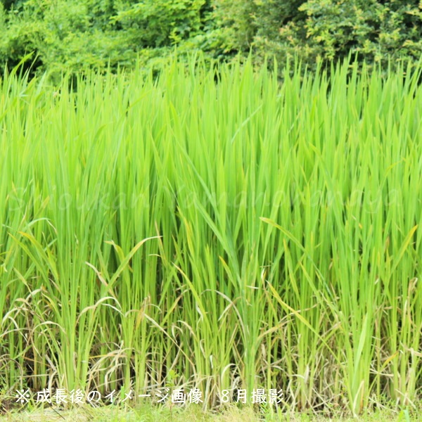 �ޥ��⡡�Ƿ����ġ�������¿ǯ��/�����ٺѤ� ���������3��16���ޤǲ�ǽ