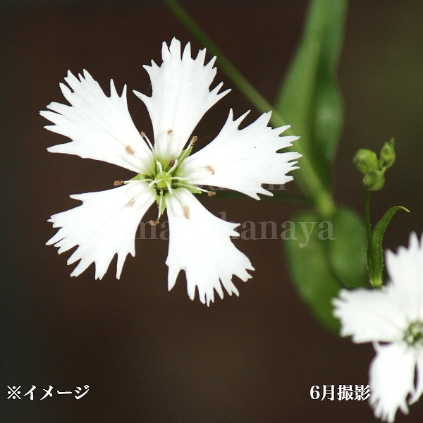 紫桜館山の花屋 | オンライン見積もり - 「センジュガンビ 9cm