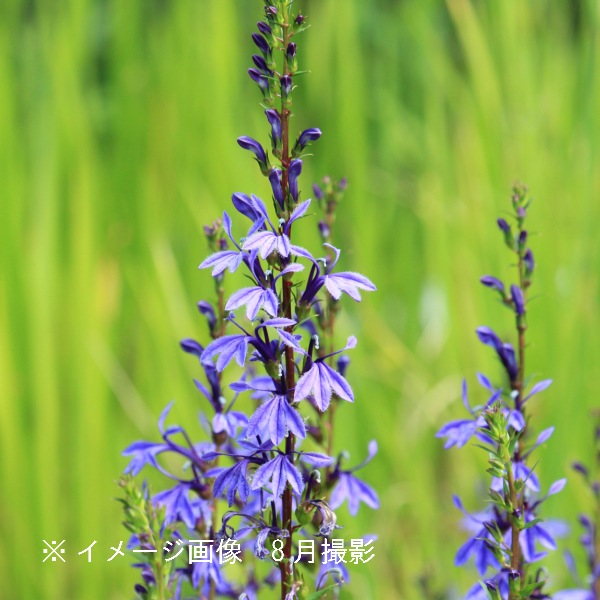 ���葉���祦��9��10.5cm�ݥå��ġ�������¿ǯ��/���٥ꥢ/���˹�/��7/10�դ�Ÿ����