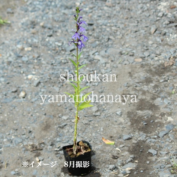 ���葉���祦��9��10.5cm�ݥå��ġ�������¿ǯ��/���٥ꥢ/���˹�/��7/10�դ�Ÿ����