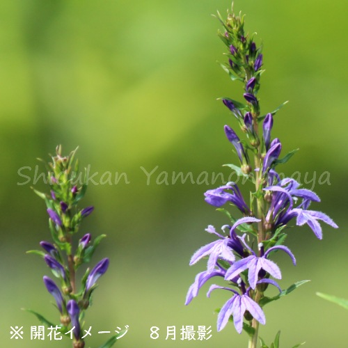 紫桜館山の花屋 開花時季から探す 夏に咲く植物 サワギキョウ サワギキョウ 9cmポット苗 湿地性多年草 ビオトープ 沢桔梗 山野草 宿根草 苗 販売 山草 紫桜館 通販 購入 山菜 さわぎきょう 紫桜館山の花屋 開花時季から探す 夏に咲く植物 サワギキョウ サワギキョウ 9cmポット苗 湿地性多年草 ビオトープ 沢桔梗 山野草 宿根草 苗 販売 山草 紫桜館 通販 購入 山菜 さわぎきょう