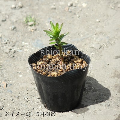 ���葉���祦��9��10.5cm�ݥå��ġ�������¿ǯ��/���٥ꥢ/���˹�/��7/10�դ�Ÿ����