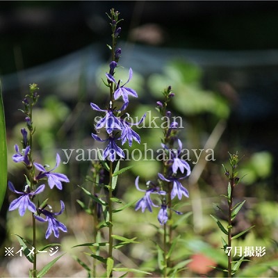 ���葉���祦��9��10.5cm�ݥå��ġ�������¿ǯ��/���٥ꥢ/���˹�/��7/10�դ�Ÿ����