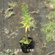 ���葉���祦��9��10.5cm�ݥå��ġ�������¿ǯ��/���٥ꥢ/���˹�/��7/10�դ�Ÿ����