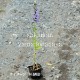 ���葉���祦��9��10.5cm�ݥå��ġ�������¿ǯ��/���٥ꥢ/���˹�/��7/10�դ�Ÿ����