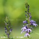 ���葉���祦��9��10.5cm�ݥå��ġ�������¿ǯ��/���٥ꥢ/���˹�/��7/10�դ�Ÿ����