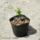 ���葉���祦��9��10.5cm�ݥå��ġ�������¿ǯ��/���٥ꥢ/���˹�/��7/10�դ�Ÿ����