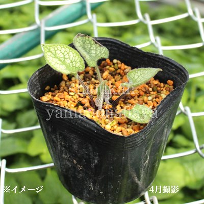 �֥��ͥ� ����å��ե����ȡ�10.5cm�ݥå��ġ��֥�ͥ�/������/����̲ �Ͼ����ʤ�