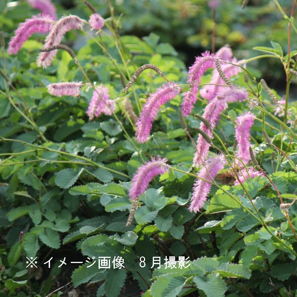 ���饤�ȥ�����10.5cm�ݥå��ġ�������/�Ѵ���¿ǯ��/�����/��4/12�դ�Ÿ����