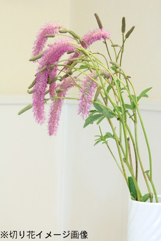 ���饤�ȥ�����10.5cm�ݥå��ġ�������/�Ѵ���¿ǯ��/�����/��4/12�դ�Ÿ����