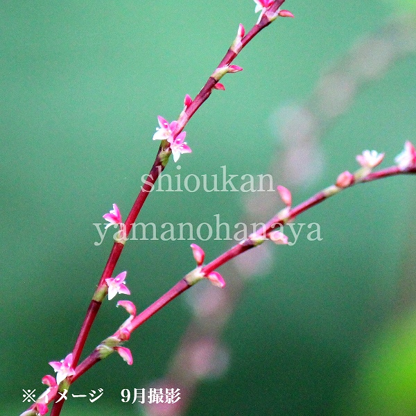 紫桜館山の花屋 | オンライン見積もり - 「ミズヒキ 9cmポット苗