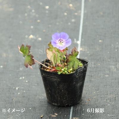 ����˥塼�� ������͡�9cm�ݥå��ġ��ե�������/�ɺ���/�Ѵ���¿ǯ��/������/��5/17�դ�Ÿ����