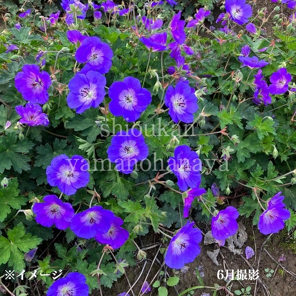 ����˥塼�� ������͡�9cm�ݥå��ġ��ե�������/�ɺ���/�Ѵ���¿ǯ��/������/��5/17�դ�Ÿ����