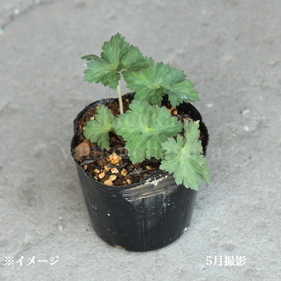 ����˥塼�� ������͡�9cm�ݥå��ġ��ե�������/�ɺ���/�Ѵ���¿ǯ��/������/��5/17�դ�Ÿ����