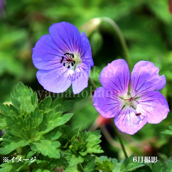 ����˥塼�� ������͡�9cm�ݥå��ġ��ե�������/�ɺ���/�Ѵ���¿ǯ��/������/��5/17�դ�Ÿ����