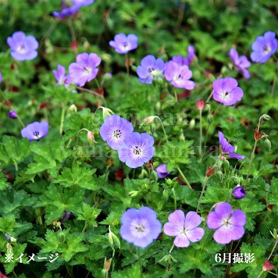 ����˥塼�� ������͡�9cm�ݥå��ġ��ե�������/�ɺ���/�Ѵ���¿ǯ��/������/��5/17�դ�Ÿ����