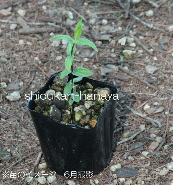 ��ޥ��ɥ���9cm�ݥå��ġ�������/�Ѵ���¿ǯ��/ε��/��긩������/��7/10��᤭�Ϥ�