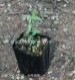 ��ޥ��ɥ���9cm�ݥå��ġ�������/�Ѵ���¿ǯ��/ε��/��긩������/��7/10��᤭�Ϥ�