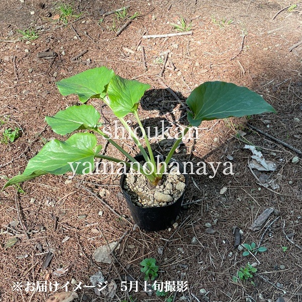 �������Х�ꡡ10.5cm�ݥå��ġ�������/�Ѵ���¿ǯ��/�籸ɴ��/����ǯ���ָ������� 7/10�դ�Ÿ����