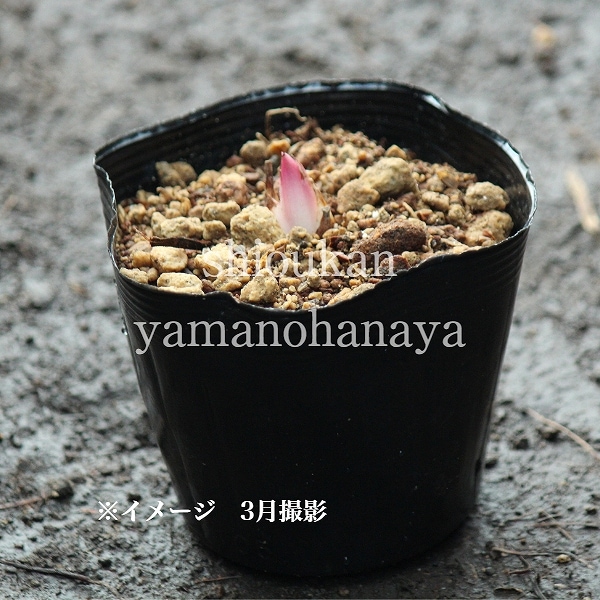 �������Х�ꡡ10.5cm�ݥå��ġ�������/�Ѵ���¿ǯ��/�籸ɴ��/����ǯ���ָ������� 7/10�դ�Ÿ����
