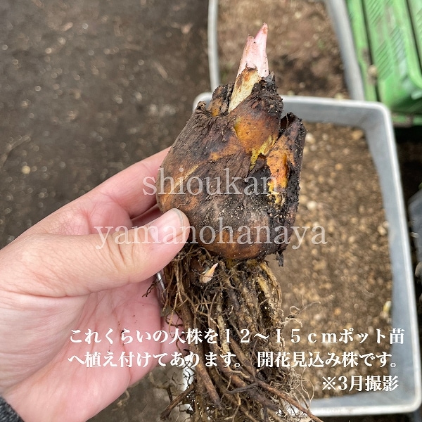 �������Х�ꡡ10.5cm�ݥå��ġ�������/�Ѵ���¿ǯ��/�籸ɴ��/����ǯ���ָ������� 7/10�դ�Ÿ����