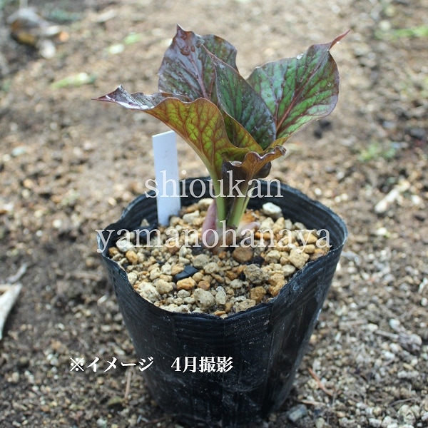 �������Х�ꡡ10.5cm�ݥå��ġ�������/�Ѵ���¿ǯ��/�籸ɴ��/����ǯ���ָ������� 7/10�դ�Ÿ����