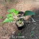 �������Х�ꡡ10.5cm�ݥå��ġ�������/�Ѵ���¿ǯ��/�籸ɴ��/����ǯ���ָ������� 7/10�դ�Ÿ����