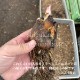 �������Х�ꡡ10.5cm�ݥå��ġ�������/�Ѵ���¿ǯ��/�籸ɴ��/����ǯ���ָ������� 7/10�դ�Ÿ����