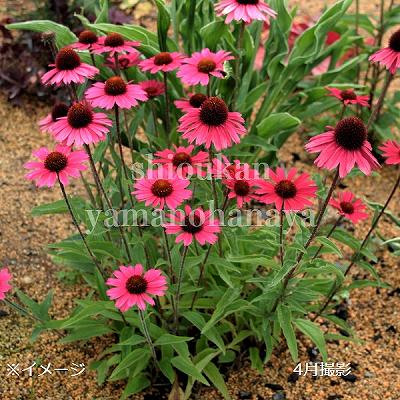 �����ʥ��������󥻡������ԥ󥯡�9��10.5cm�ݥå��ġ��ɺ���/�Ѵ���¿ǯ��/������/����̲ �Ͼ����ʤ�