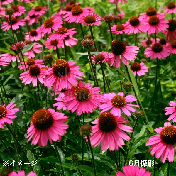 �����ʥ��������󥻡������ԥ󥯡�9��10.5cm�ݥå��ġ��ɺ���/�Ѵ���¿ǯ��/������/����̲ �Ͼ����ʤ�