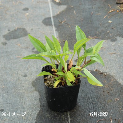 �����ʥ��������󥻡������ԥ󥯡�9��10.5cm�ݥå��ġ��ɺ���/�Ѵ���¿ǯ��/������/����̲ �Ͼ����ʤ�