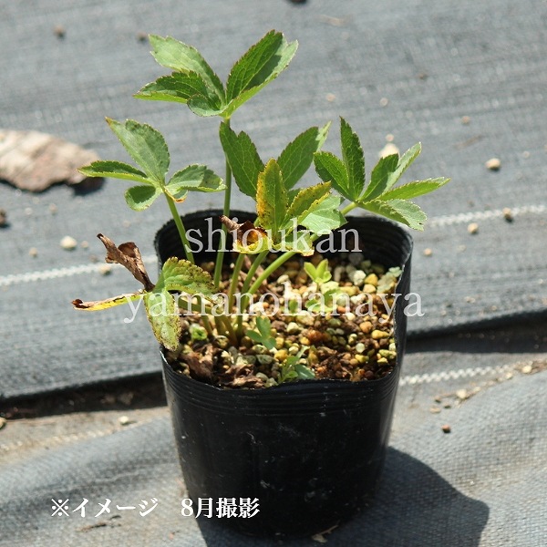 �����ȥ��ƥ��� �٥˥���10.5cm�ݥå��ġ������ȥ�����/������/���������ֽ�λ 8/18�դ�Ÿ����