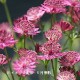 �����ȥ��ƥ��� �٥˥���10.5cm�ݥå��ġ������ȥ�����/������/���������ֽ�λ 8/18�դ�Ÿ����