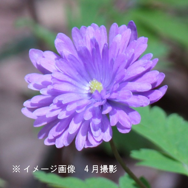 紫桜館山の花屋 開花時季から探す 早春に咲く植物 キクザキイチゲ 青花八重咲きキクザキイチゲ 瑠璃手毬 9 10 5cmポット苗 希少種 山野草 菊咲一華 菊咲一輪草 アネモネ 今季開花終了 6 4休眠に入りました