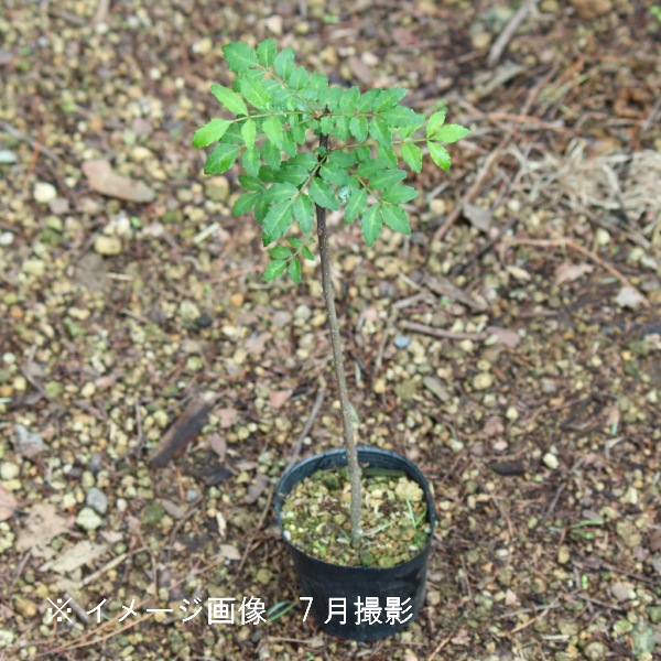 ���󥷥祦��10.5cm�ݥå��ġ�����20��30���/����/�����/��ܥ/ͺ��������������/��3/7�ޤ���̲��