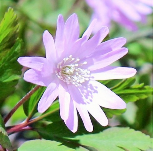紫桜館山の花屋 開花時季から探す 早春に咲く植物 キクザキイチゲ 桃花キクザキイチゲ 9 10 5cmポット苗 山野草 菊咲一華 菊咲一輪草 アネモネ 今季開花終了 6 4休眠に入りました いちげ キクザキイチリンソウ てれんこまりこ