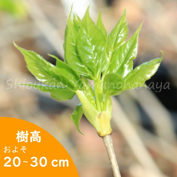 紫桜館山の花屋 | 全商品一覧 - 「タカノツメ 9～10.5cmポット苗 樹高