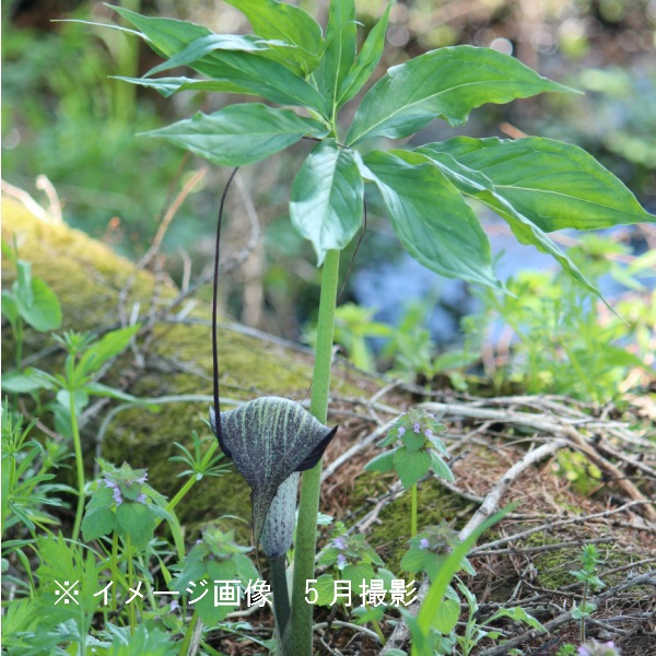 ���饷�ޥ�����10.5cm�ݥå��ġ�������/������/ŷ����/����̲ �Ͼ���̵��