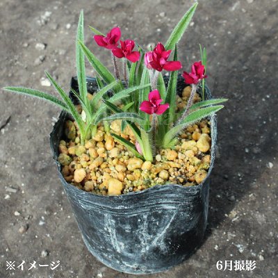 ���åĥ����顡��ӡ��ε�����7.5cm�ݥå��ġ��ɺ���/�Ѵ���¿ǯ��/���������ֽ�λ 8/18�դ�Ÿ����