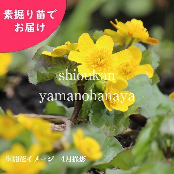 紫桜館山の花屋 開花時季から探す 早春に咲く植物 エンコウソウ エンコウソウ 素掘り苗 湿地性多年草 ビオトープ 猿猴草 23年開花見込み株 入荷済み