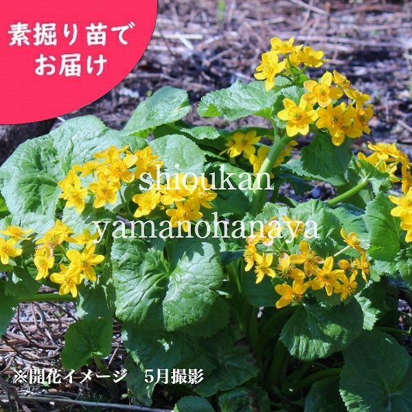紫桜館山の花屋 開花時季から探す 春に咲く植物 リュウキンカ エゾリュウキンカ 素掘り苗 湿地性多年草 ビオトープ ヤチブキ 蝦夷立金花 23年開花見込み株 入荷済み