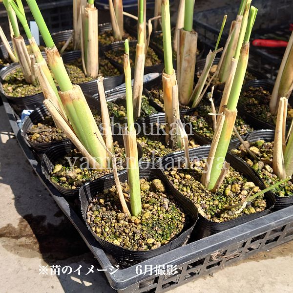 �ޥ��⥿����10.5cm�ݥå��ġ�������¿ǯ��/�����/�ҥ��ϥޥ���/��7/10�դ��ڤ�ͤ�Ƥ��Ϥ�