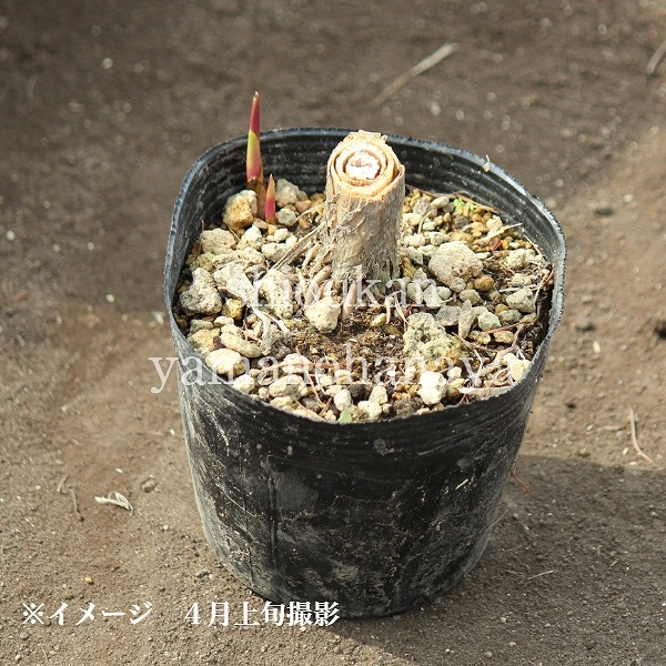 �ޥ��⥿����10.5cm�ݥå��ġ�������¿ǯ��/�����/�ҥ��ϥޥ���/��7/10�դ��ڤ�ͤ�Ƥ��Ϥ�